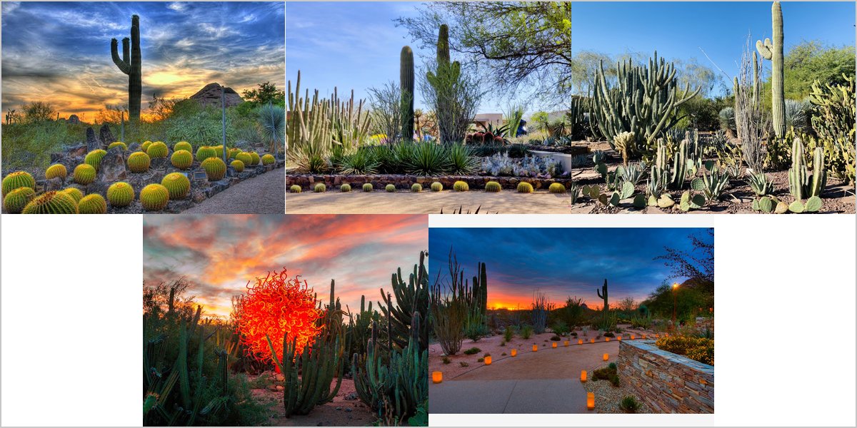 Wedding Photography at Desert Botanical Garden: A Photographer’s Point of View