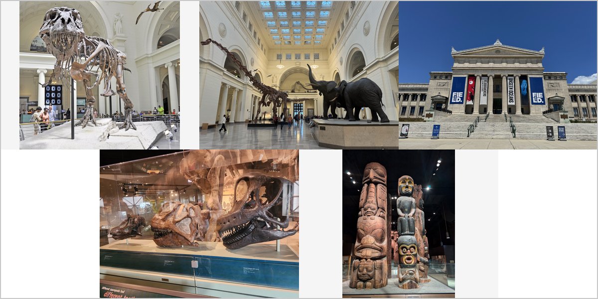 Wedding Photography at The Field Museum: A Photographer’s Point of View