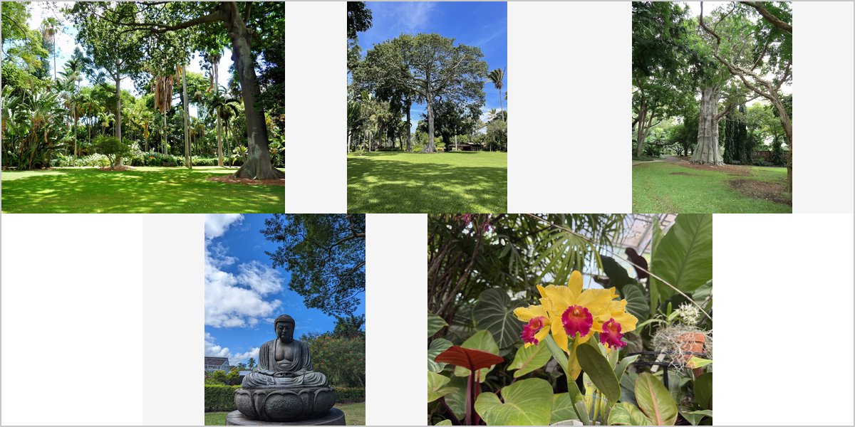 Wedding Photography at The Foster Botanical Garden: A Photographer’s Point of View