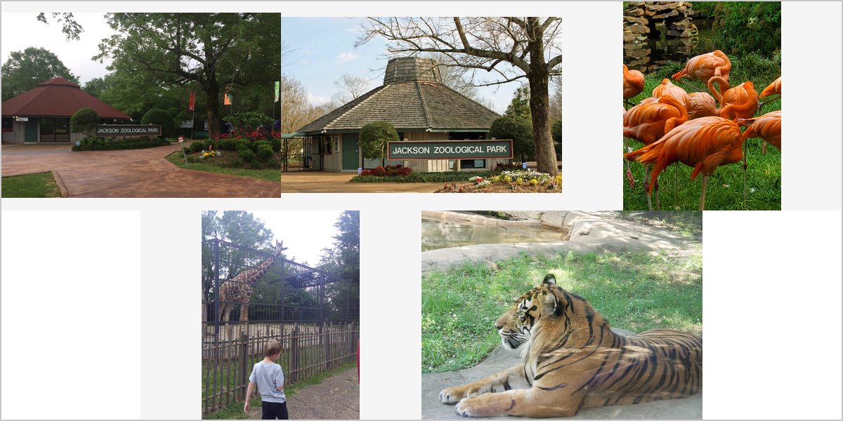 Wedding Photography at The Jackson Zoological Park: A Photographer’s Point of View
