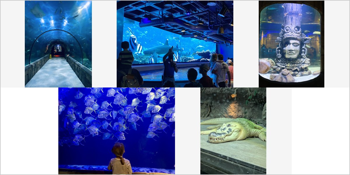 Wedding Photography at The Audubon Aquarium: A Photographer’s Point of View