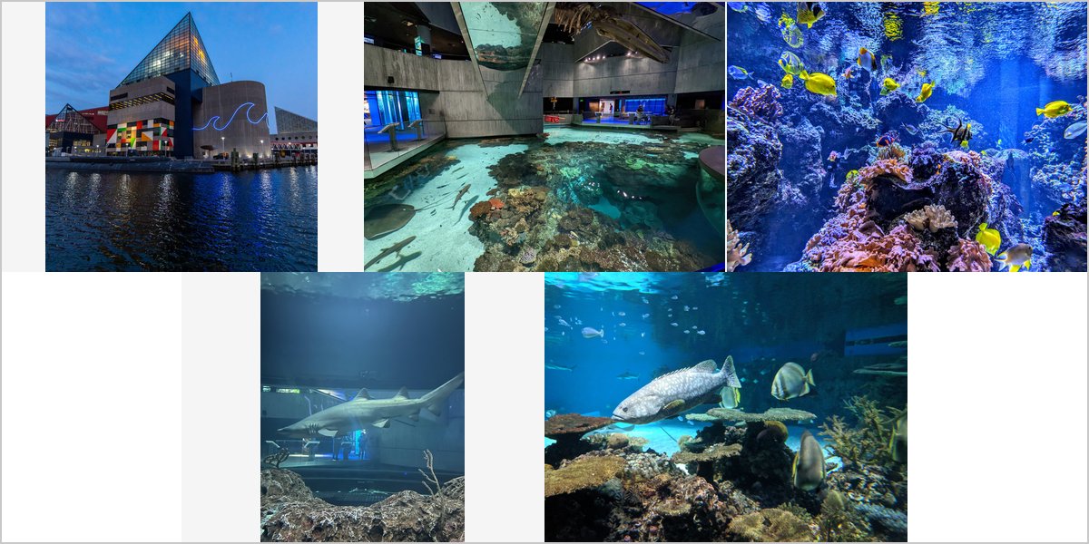 Wedding Photography at The National Aquarium: A Photographer’s Point of View