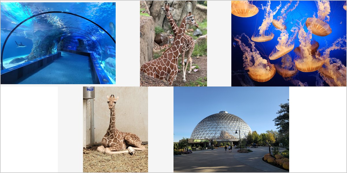 Wedding Photography at The Omaha Zoo (Henry Doorly): A Photographer’s Point of View