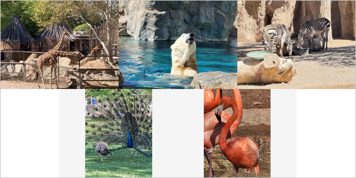Wedding Photography at The Rio Grande Zoo: A Photographer’s Point of View