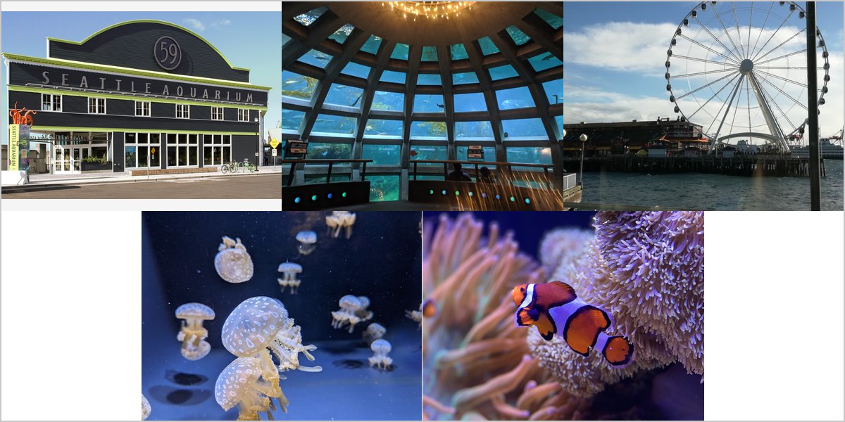 Wedding Photography at The Seattle Aquarium: A Photographer’s Point of View