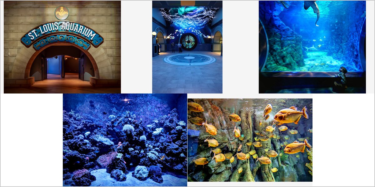 Wedding Photography at The St. Louis Aquarium: A Photographer’s Point of View