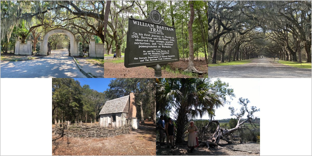 Wedding Photography at The Wormsloe Historic Site: A Photographer’s Point of View