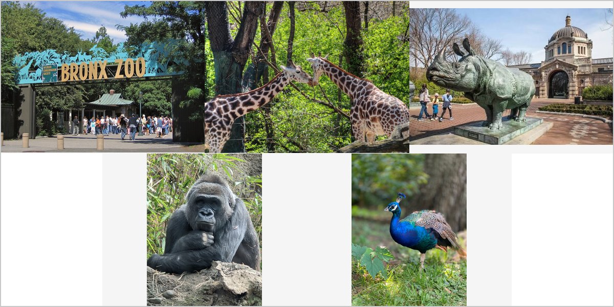 Wedding Photography at The Bronx Zoo: A Photographer’s Point of View