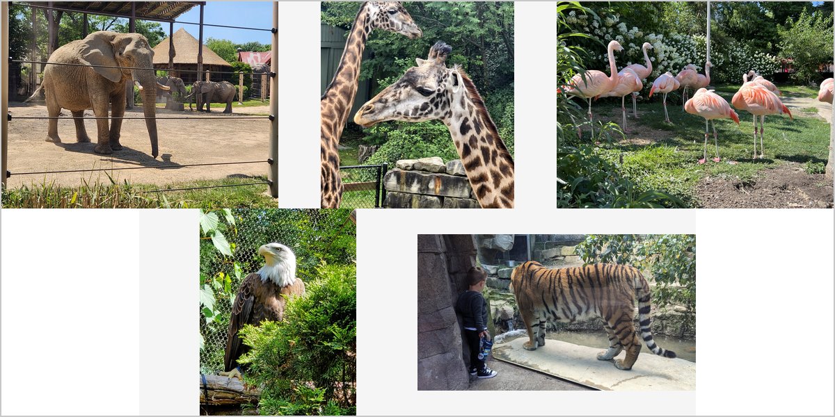 Wedding Photography at The Cleveland Zoo: A Photographer’s Point of View